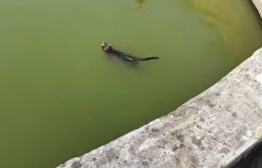 Forest Department Rescues Unknown Wild Animal from Pond in Balrampur