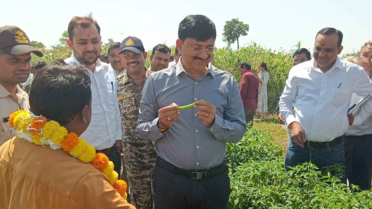 Hybrid Chili Cultivation Yields Lakhs for Farmer in Chanchowra