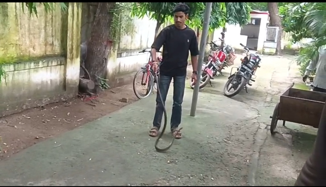 Giant Rat Snake Rescued from Collector's Bungalow in Bhind