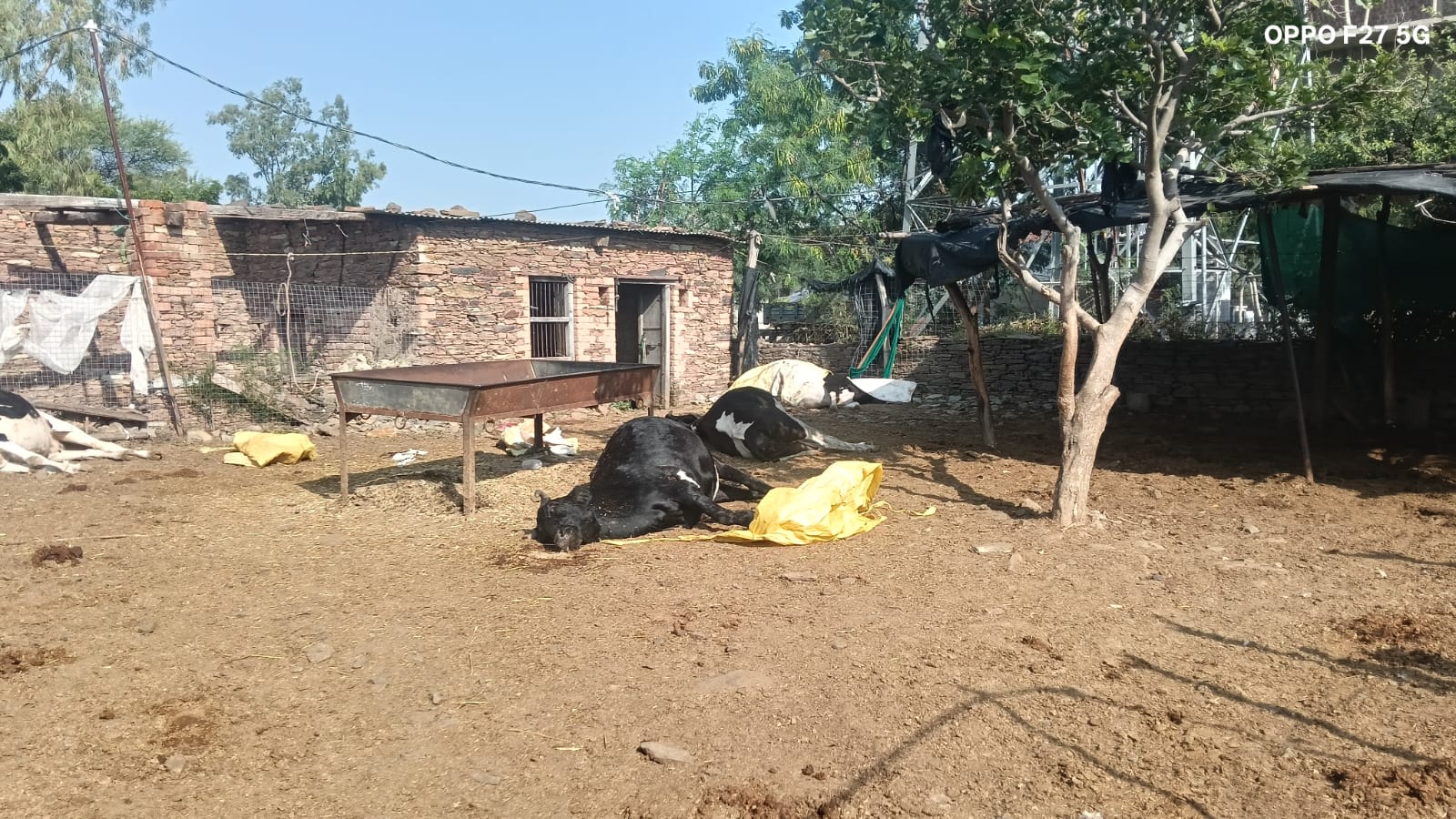 Seven Cows Die Mysteriously in Harwar; Investigation Launched Over Rs 8 Lakh Loss