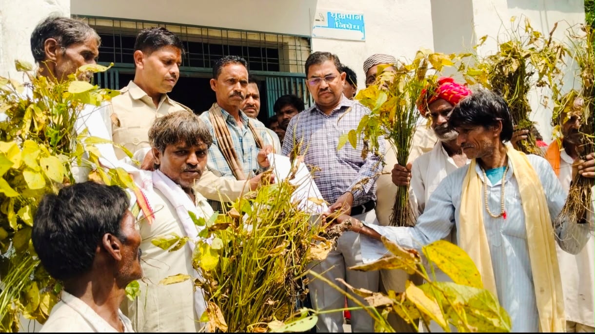 Madhusudan Gadh Nature's Fury: Soybeans Wither, Farmers Hope for Compensation