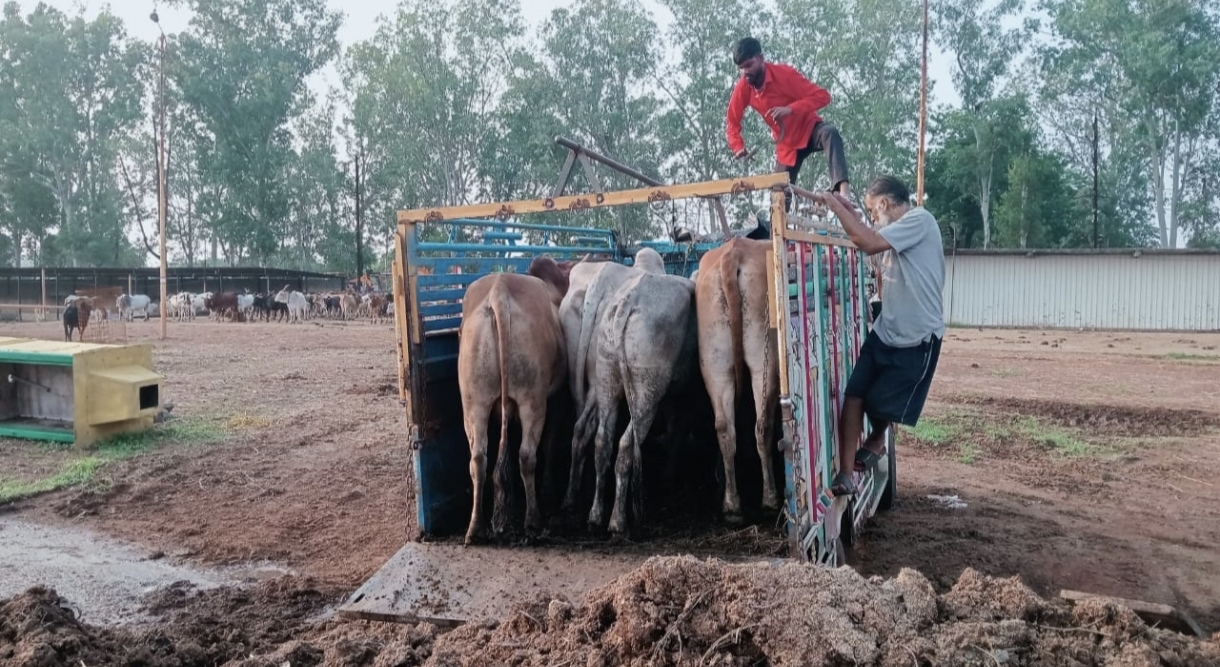 गुना: गौवंश तस्करी का पर्दाफाश, छह गिरफ्तार, फर्जी लेटरपैड बरामद
