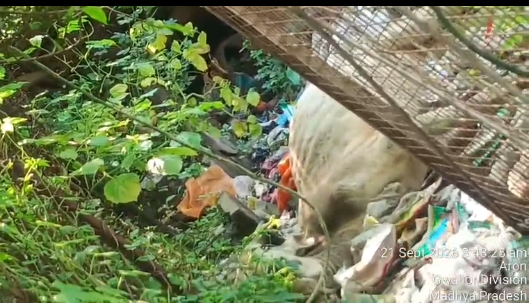 Cattle electrocuted in Madhya Pradesh; locals accuse electricity department of negligence