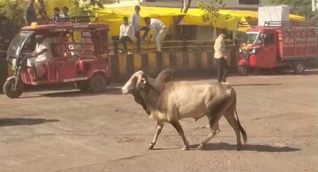 गुना में मंत्री आवास के पास बेकाबू सांड का आतंक, 7-8 लोग घायल